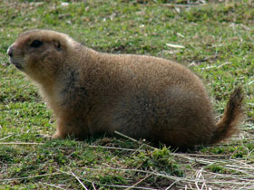 Смотреть фото Чернохвостая луговая собачка Фото Чернохвостая луговая собачка