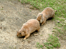 Чернохвостая луговая собачка Чернохвостая луговая собачка