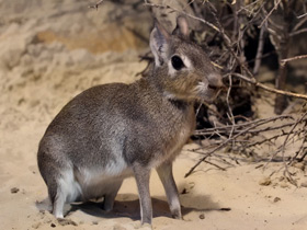 Фото Чакоанская мара