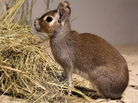 Фото Чакоанская мара