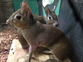 Фото Чакоанская мара