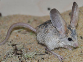 Смотреть фото Длинноухий тушканчик Фото Длинноухий тушканчик