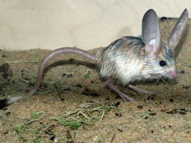 Смотреть фото Длинноухий тушканчик Фото Длинноухий тушканчик