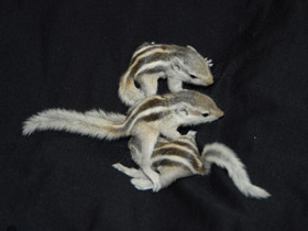 Смотреть фото Северная пальмовая белка Фото Северная пальмовая белка