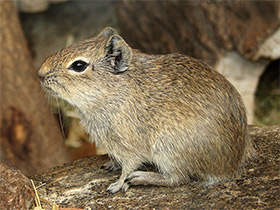 Фото Мюнстерская желтозубая морская свинка