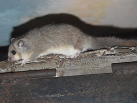 Смотреть фото Соня-полчок Фото Соня-полчок