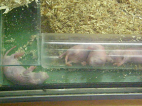 Смотреть фото Интересные факты о млекопитающих Фото Интересные факты о млекопитающих