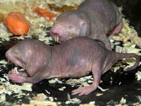 Смотреть фото Голый землекоп: обаятельный уродец Фото Голый землекоп: обаятельный уродец