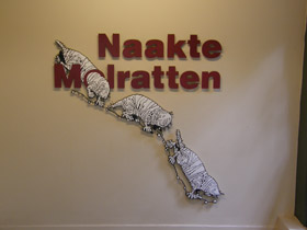 Смотреть фото Голый землекоп: обаятельный уродец Фото Голый землекоп: обаятельный уродец