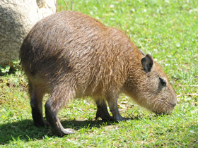 Смотреть фото Капибара Фото Капибара
