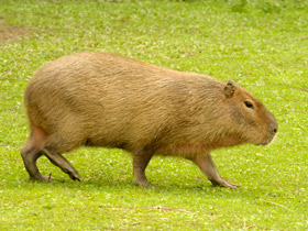 Смотреть фото Капибара Фото Капибара