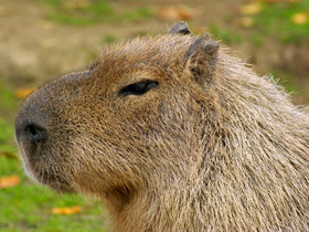 Смотреть фото Капибара Фото Капибара