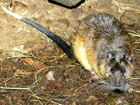 Смотреть фото Златобрюхая бобровая крыса Фото Златобрюхая бобровая крыса