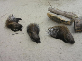 Смотреть фото Индийский дикобраз Фото Индийский дикобраз