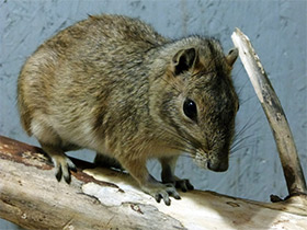 Смотреть фото Моко Фото Моко