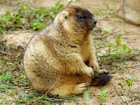 Смотреть фото Байбак Фото Байбак