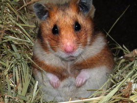 Нектарницевые