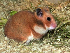 Фото Сирийский хомячок: обыкновенный зверек с необыкновенной историей