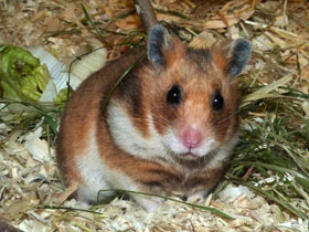 Фото Сирийский хомячок: обыкновенный зверек с необыкновенной историей
