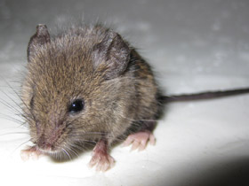 Смотреть фото Домовая мышь Фото Домовая мышь