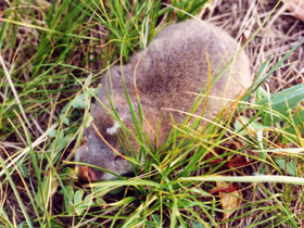 Фото Маньчжурский цокор