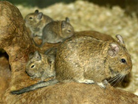 Смотреть фото Дегу: зверик из Америки Фото Дегу: зверик из Америки