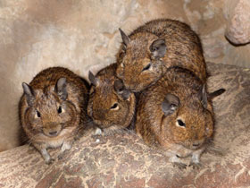 Смотреть фото Дегу: зверик из Америки Фото Дегу: зверик из Америки