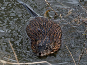Смотреть фото Ондатра Фото Ондатра