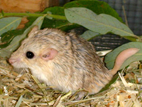 Смотреть фото Зачем животным хвосты. 10 чудесных функций Фото Зачем животным хвосты. 10 чудесных функций