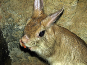 Фото Долгоног: прыгун под «псевдонимом»