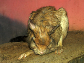 Фото Долгоног: прыгун под «псевдонимом»