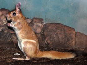 Фото Долгоног: прыгун под «псевдонимом»