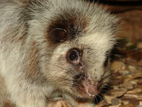 Смотреть фото Облачная крыса Фото Облачная крыса