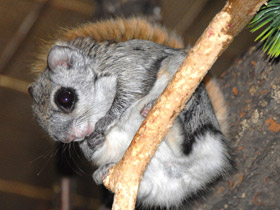 Смотреть фото Белка-летяга Фото Белка-летяга