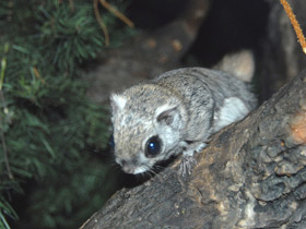 Смотреть фото Белка-летяга Фото Белка-летяга