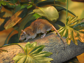 Фото Серая крыса