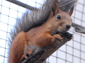 Смотреть фото Обыкновенная белка Фото Обыкновенная белка