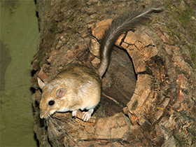 Смотреть фото Пушистохвостая песчанка Фото Пушистохвостая песчанка