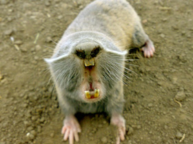 Смотреть фото Слепыш гигантский Фото Слепыш гигантский