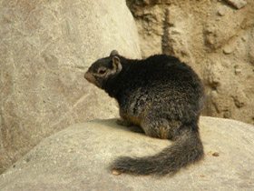 Фото Каменный суслик