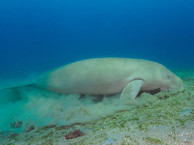 Смотреть фото Дюгонь Фото Дюгонь