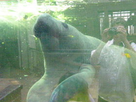 Смотреть фото Американский ламантин Фото Американский ламантин