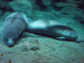 Смотреть фото Африканский ламантин Фото Африканский ламантин