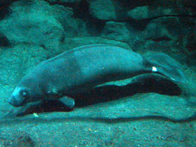 Смотреть фото Африканский ламантин Фото Африканский ламантин