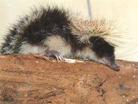 Смотреть фото Полосатый тенрек Фото Полосатый тенрек
