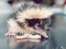 Смотреть фото Полосатый тенрек Фото Полосатый тенрек