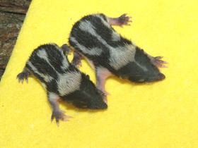 Смотреть фото Полосатый тенрек Фото Полосатый тенрек