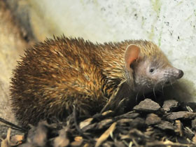 Смотреть фото Древесный тенрек Фото Древесный тенрек