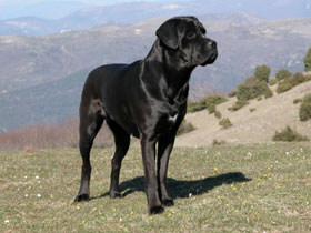 Фото Грозная стая