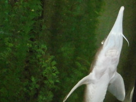 Смотреть фото Сибирский осётр Фото Сибирский осётр